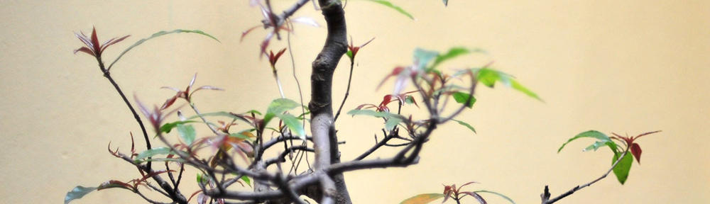 花のみやじまブログ